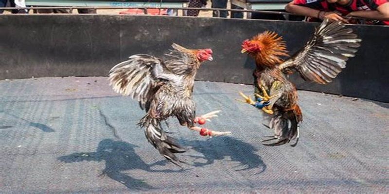 Cá cược cần bảo mật