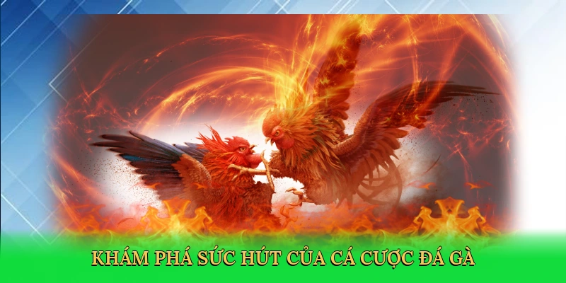 kham-pha-suc-hut-cua-ca-cuoc-da-ga-3