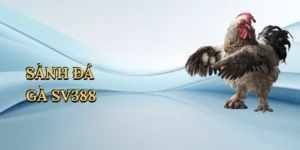 Sảnh đá gà sv388
