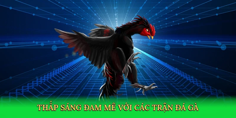 Thắp sáng đam mê với các trận đá gà