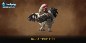 đá gà trực tiếp