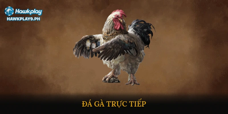 đá gà trực tiếp