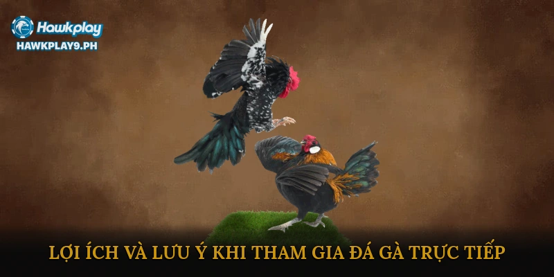 Lợi ích và lưu ý khi tham gia đá gà trực tiếp
