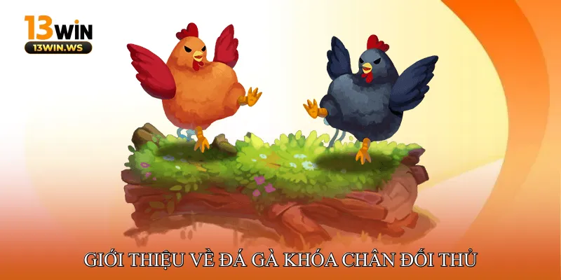 Giới thiệu về đá gà khóa chân đối thủ